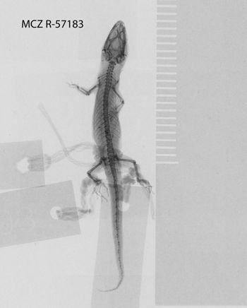 Media type: image;   Herpetology R-57183
